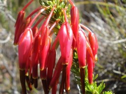 Erica plukenetii subsp. plukenetii